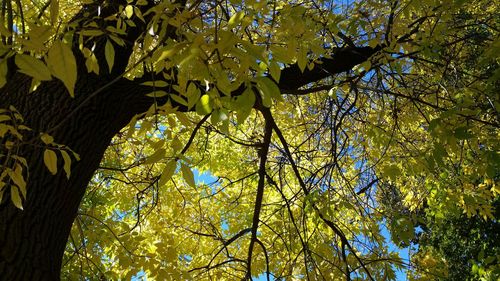 Low angle view of tree during autumn