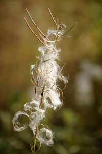 Close-up of wilted flower