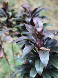 Close-up of flower growing outdoors