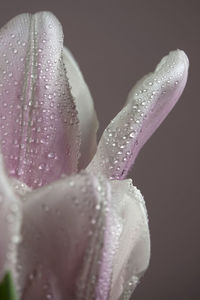 Close-up of wet pink flower against black background