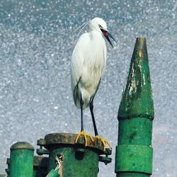 Close-up of bird perching on water