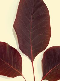 Close-up of leaf against white background