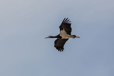 Low angle view of bird flying against clear sky