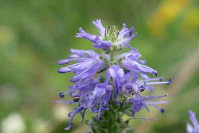Close-up of purple flowering plant