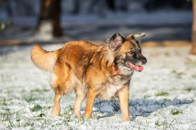 Portrait of a dog on field