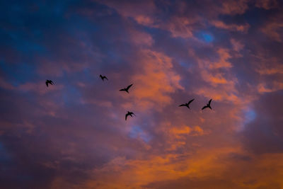 Low angle view of birds flying in sky