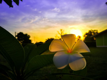 Close-up of frangipani blooming against sky during sunset