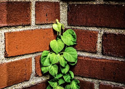 Close-up of plant against brick wall