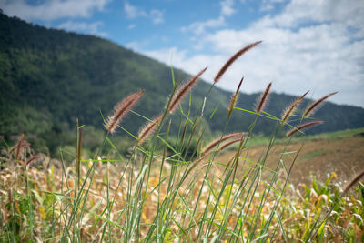 Close-up of plants growing on field against sky