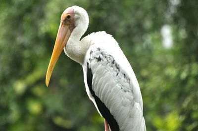 Close-up of swan