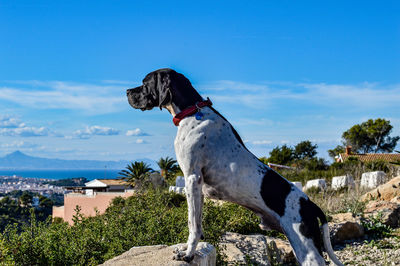 Dog against sky