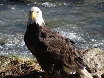 Close-up of bird perching on shore