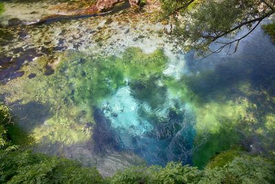 High angle view of trees by lake