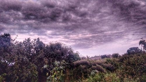 Plants and trees against sky during sunset