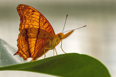 Close-up of butterfly pollinating flower