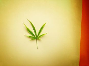 Close-up of plant against yellow background