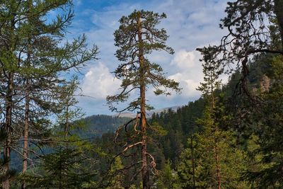 Scenic view of forest against sky