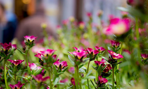 Close-up of pink flower