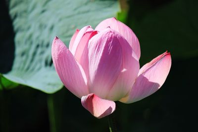 Close-up of pink lotus water lily