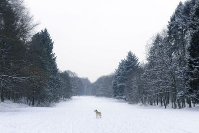 Dog standing on snow covered field amidst trees against clear sky
