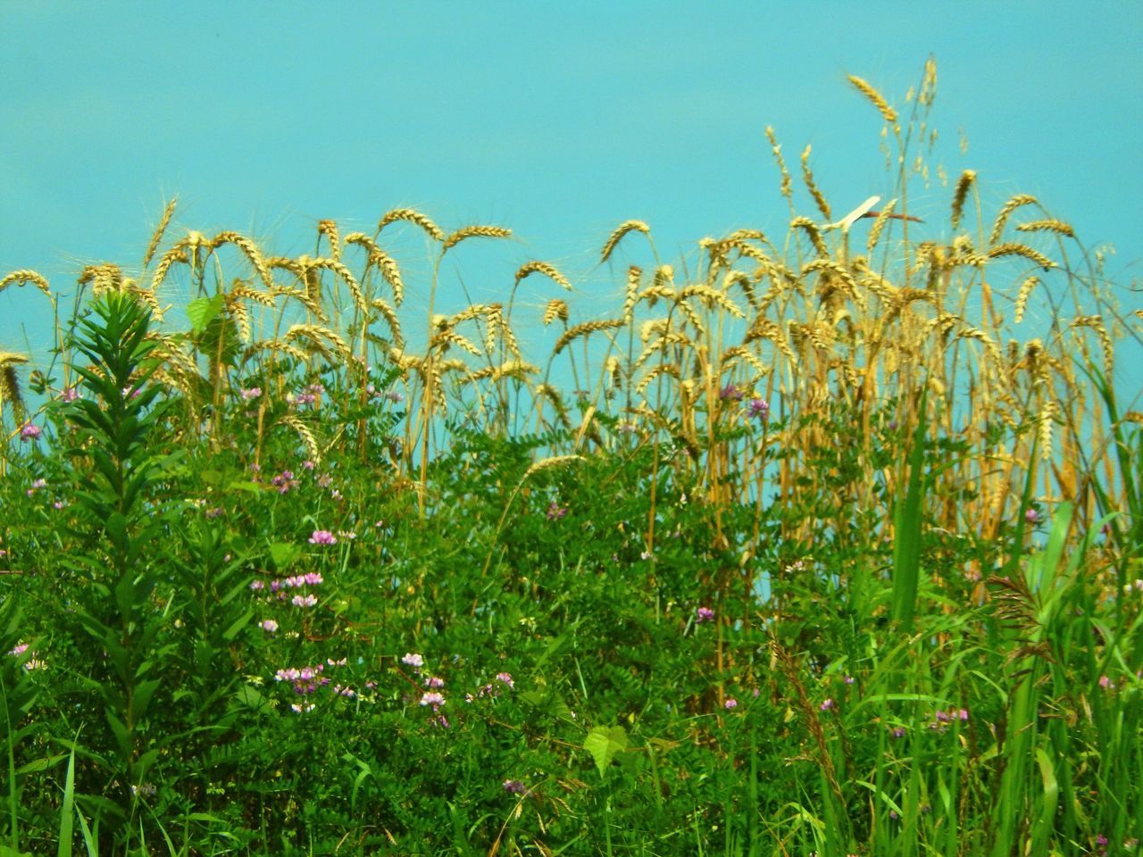 Looking through the weeds