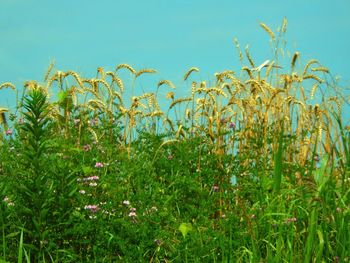 Close-up of corn field against clear blue sky