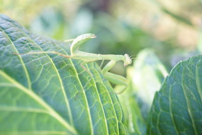 Close-up of praying mantis on leaf