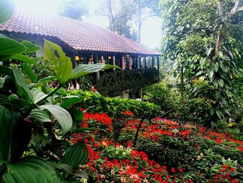Flowering plants and trees in yard against building