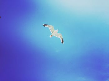 Low angle view of seagulls flying against clear blue sky