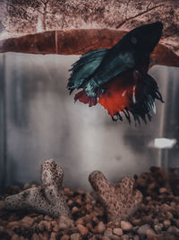 Close-up of bird flying over rock