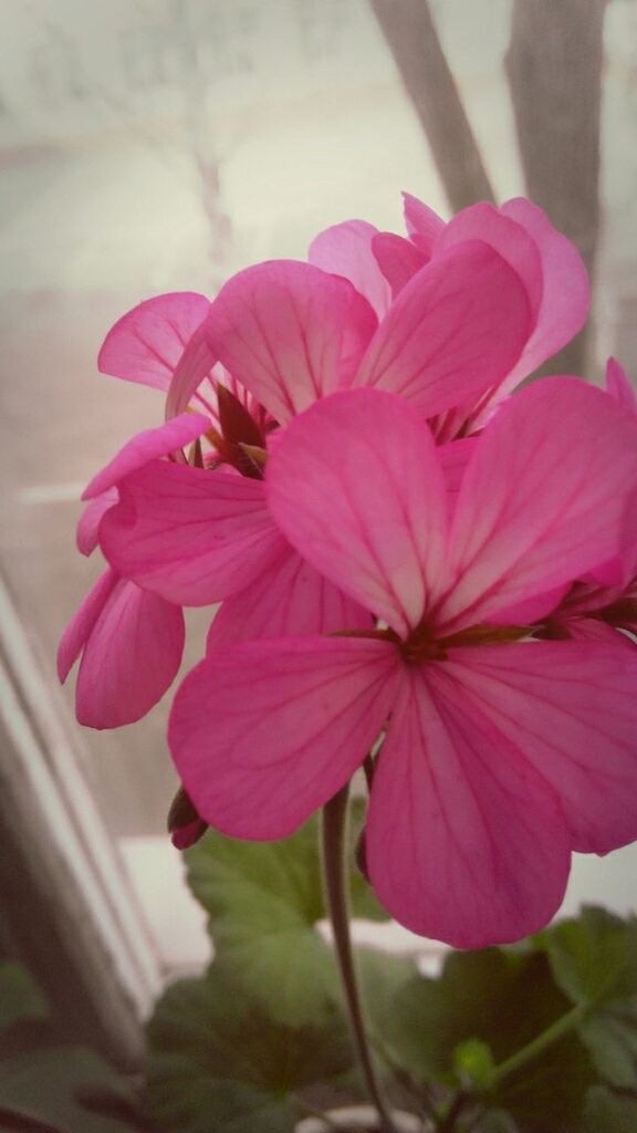 flower, petal, freshness, fragility, flower head, focus on foreground, growth, pink color, close-up, beauty in nature, blooming, nature, red, in bloom, plant, stamen, stem, pollen, day, blossom