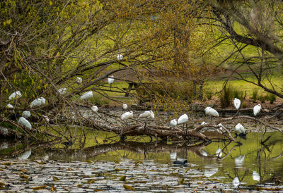 Birds perching on tree by lake