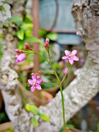 Close-up of pink flowering plant