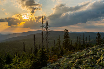 Plants growing on land against sky during sunset