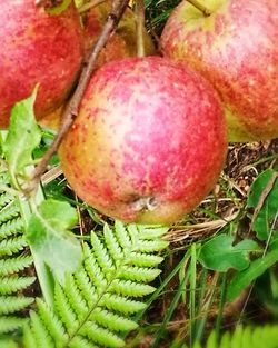 Close-up of fresh fruit