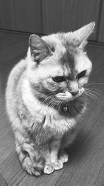 Close-up of cat sitting