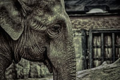 Close-up of elephant