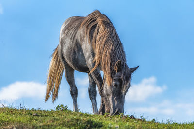 Horse grazing in a field