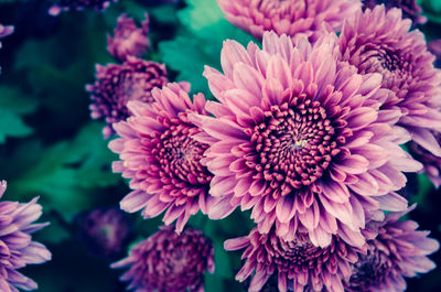 Close-up of pink roses