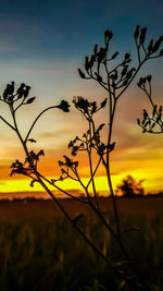 Close-up of silhouette plants on field against sky during sunset