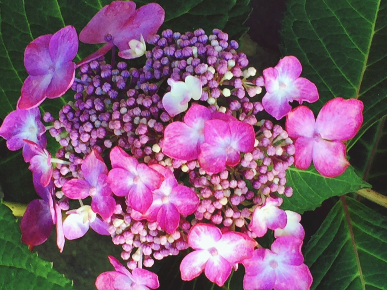 freshness, flower, fragility, growth, petal, beauty in nature, close-up, flower head, pink color, plant, nature, springtime, in bloom, purple, bunch of flowers, selective focus, blossom, botany, blooming, bloom, day, hydrangea, softness, vibrant color, growing, lilac, green color