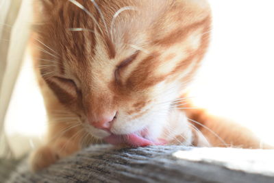 Close-up of cat sleeping