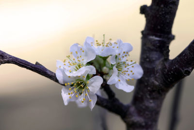 Close-up of white flowers on tree