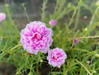 Close-up of pink flowering plant