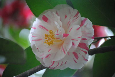 Close-up of pink flowers
