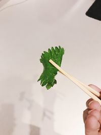 Close-up of hand holding leaf