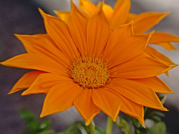 Close-up of orange flower