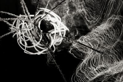 Close-up of rope against trees