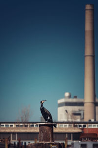 Animal nature in the harbour