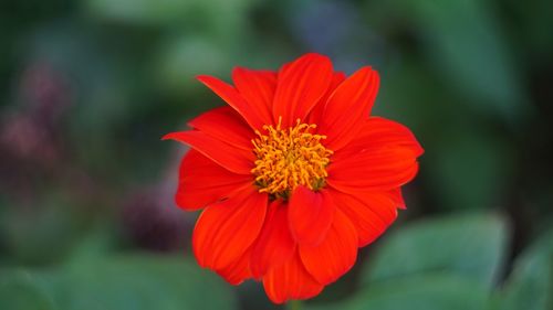 Close-up of red flower